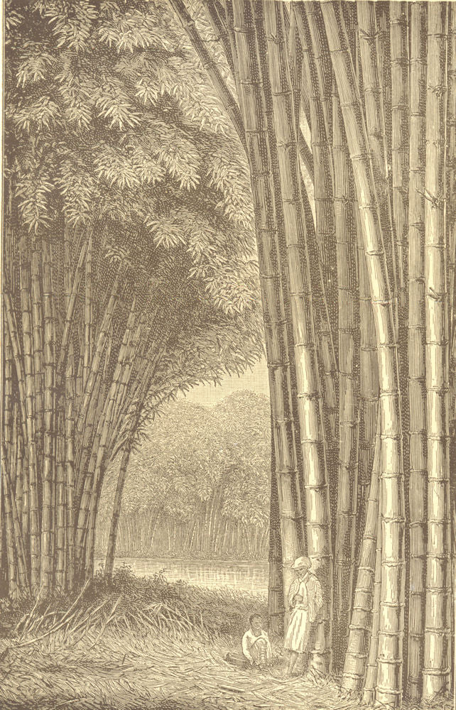INDONESIA. Bamboo Grove in Java 1907 old antique vintage print picture